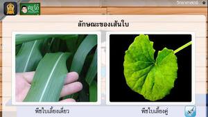สื่อการเรียนการสอน การจำแนกพืชดอก ป.5 วิทยาศาสตร์
